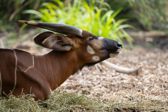 Bongo Antelope Resting on Hay