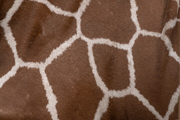 Obraz premium Giraffe Skin Pattern Texture