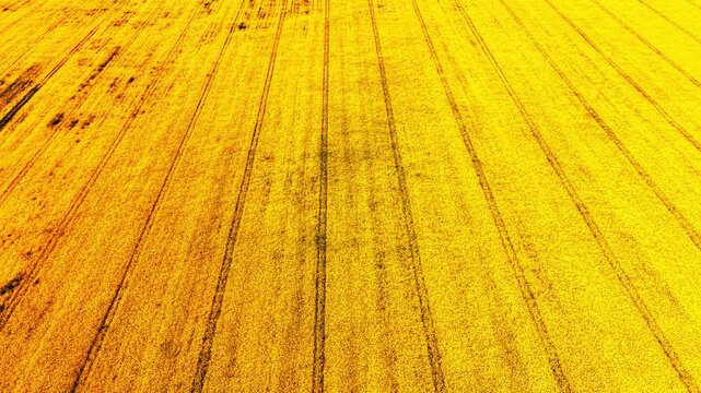 High angle drone view looking down at a vast yellow canola field with parallel tractor lines receding into the distance. Aerial perspective of yellow rapeseed field with diagonal tramlines.