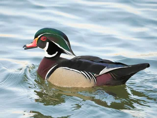 A Close-up of a Male Wood Duck Swimming in a Lake © sdbower