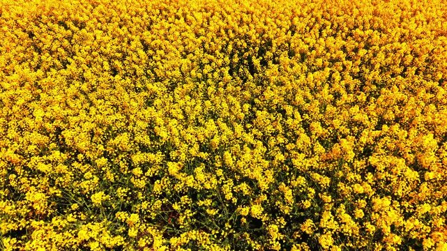 Full frame aerial texture of dense yellow rapeseed blossom with green stems and leaves under bright daylight. Close up top view of blooming yellow rapeseed flowers.