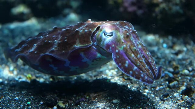 Broadclub cuttlefish swimming over sandy seabed in tropical waters representing marine biodiversity concept and natural adaptation in underwater environment