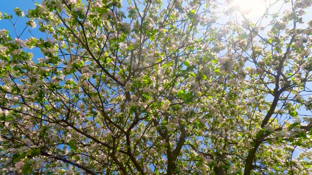 Beautiful apple tree blooming with white flowers against a bright blue sky on a sunny day