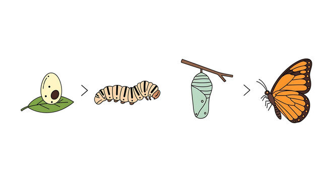 Butterfly life cycle stages from egg to caterpillar, chrysalis, and adult butterfly