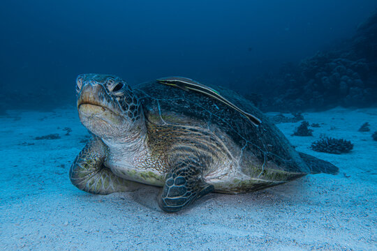 tortuga verde