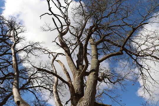 An old oak tree against the sky