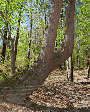 Huge tree that grew at an angle and shows rings that indicate water was higher recently