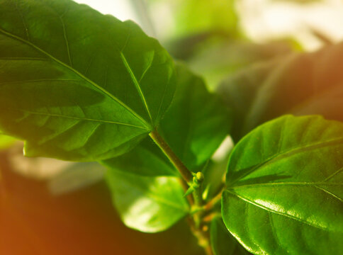 Green summer leaves shined by sun light background