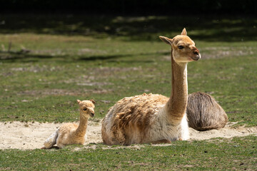 Obraz premium Family of Vicunas, Vicugna Vicugna, relatives of the llama
