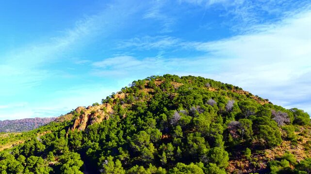 Sunlit rocky hill densely covered with coniferous forest and green vegetation under a blue sky with thin clouds. Green pine trees covered mountain peak.