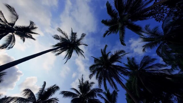 Low Angle Vertical Ascent Through Tall Palm Trees Toward Blue Sky With Soft Clouds Dramatic Upward Motion Tropical Forest Travel Nature Exploration Scene