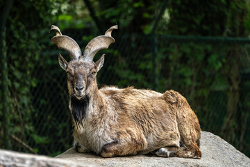 Fototapeta premium Turkmenian markhor, Capra falconeri heptneri living on the rocks