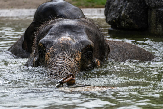 The Asian elephant, Elephas maximus also called Asiatic elephant bathing in a pond