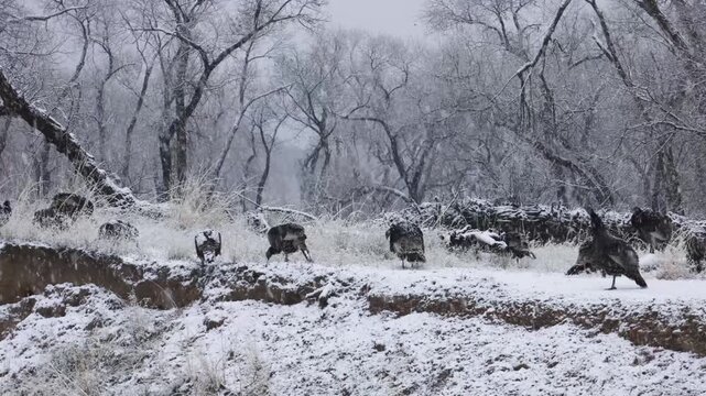 A flock of wild Turkeys forages for seeds along the bank of the Virgin River in Zion NP Utah USA during a winter snowstorm with bare cottonwood trees and falling snow in the background. 