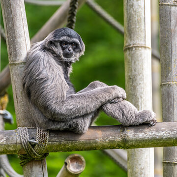 Silvery gibbon, Hylobates moloch in a German park