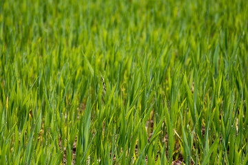 Fototapeta premium Idyllic Rural Landscape and Green Fields in Dietersheim, Bavaria