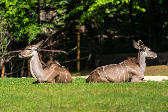 Greater kudu, Tragelaphus strepsiceros is a woodland antelope
