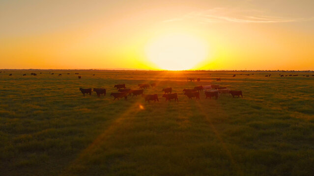 AERIAL: Flying above a herd of cows migrating across the vast grassy countryside