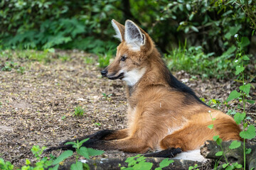 Fototapeta premium The Maned Wolf, Chrysocyon brachyurus is the largest canid of South America