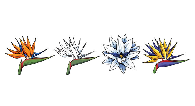 Set of bird of paradise flowers, strelitzia reginae, in different colors and styles