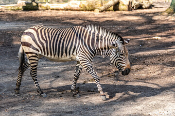 Obraz premium Hartmann's Mountain Zebra, Equus zebra hartmannae. An endangered zebra