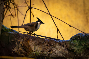 ptak © Artur