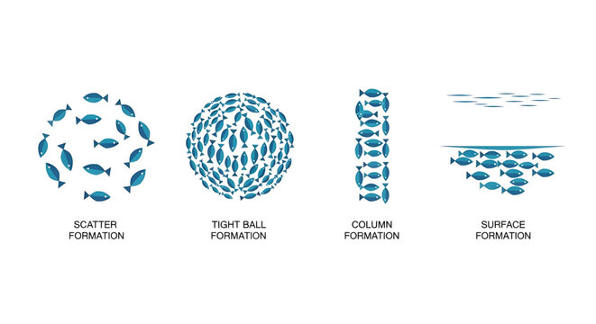 Fish school formations, vector illustration of fish swimming in different patterns including scatter, tight ball, column, and surface formations