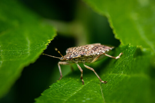 Brown marmorated stink bug Halyomorpha halys walks between green leaves