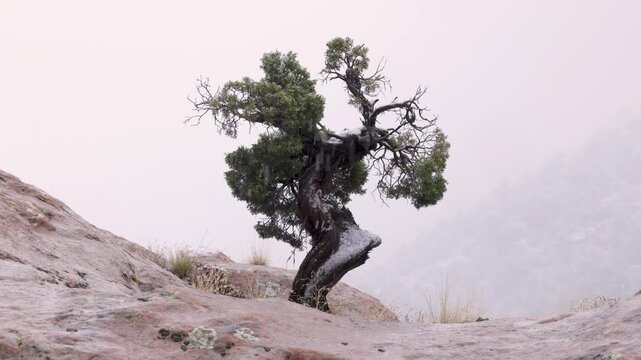 On a snowy winter day in Zion NP Utah USA wet snowflakes fall around a small gnarled juniper growing from a sandstone boulder while the distant mountainside barely shows through thick clouds. 
