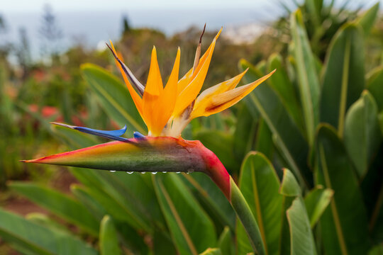 Die exotische tropische Blume Strelitzia Reginae, auch Paradiesvogelblume genannt; Madeira; Portugal