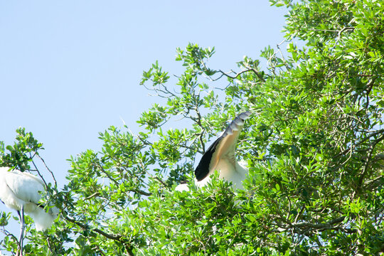 Wood Stork in nature