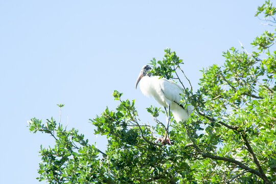 Wood Stork in nature
