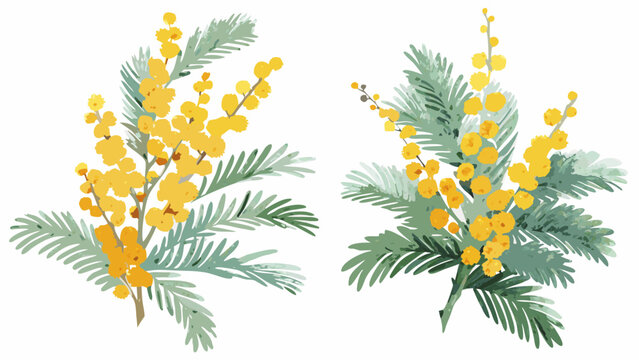 two botanical illustrations of mimosa branches with yellow flowers and green foliage on a white background