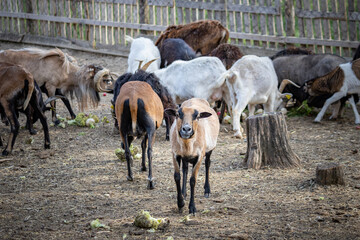 Obraz premium Domestic goats and sheep grazing on farm backyard