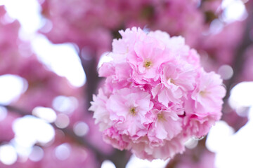 Obraz premium Blossoming sakura tree with pink flowers outdoors, closeup