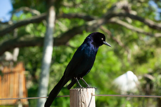 Black Bird perched on a fence post
