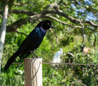 Black Bird perched on a fence post
