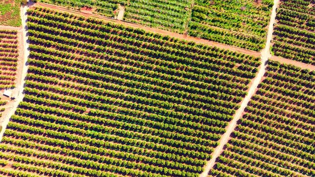 Green fruit trees planted in geometric rows on red mediterranean soil. Top down aerial view of citrus orchard rows.