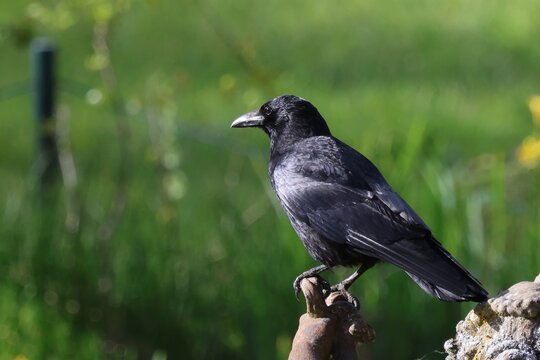 Crow standing, looking across the pond in the sunshine