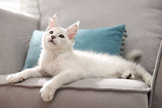 Adorable pet. Cute Maine Coon cat on sofa at home