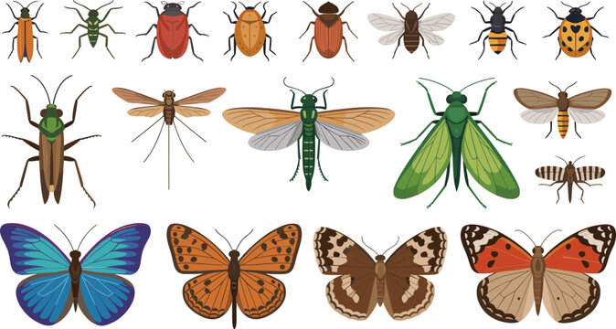 Insect and Butterfly Vector Illustration Set Featuring Beetles, Moths, Grasshoppers, and Bees for Biology Education and Nature Science Graphic Designs