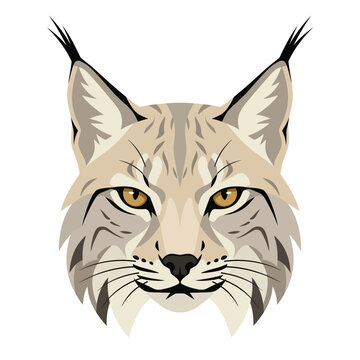 Lynx Feline Mammal Animal Face Portrait.