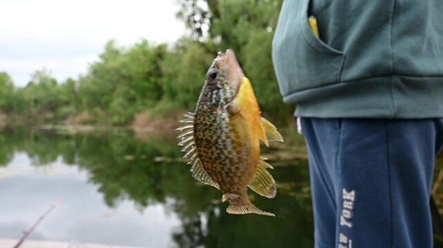 Fisherman catching a bright sunfish in a freshwater lake