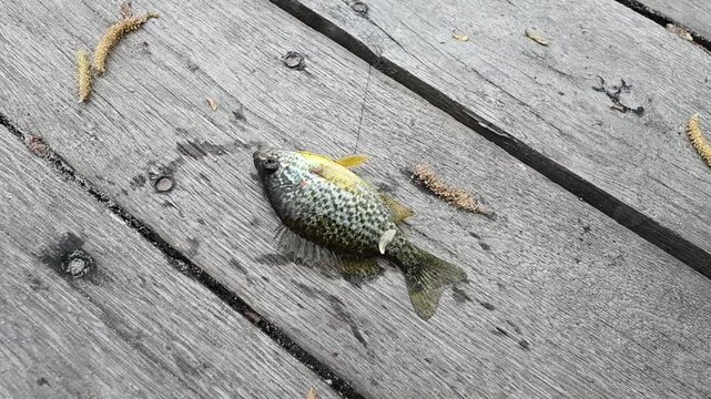 Small Pumpkinseed Sunfish Flopping on Wooden Pier