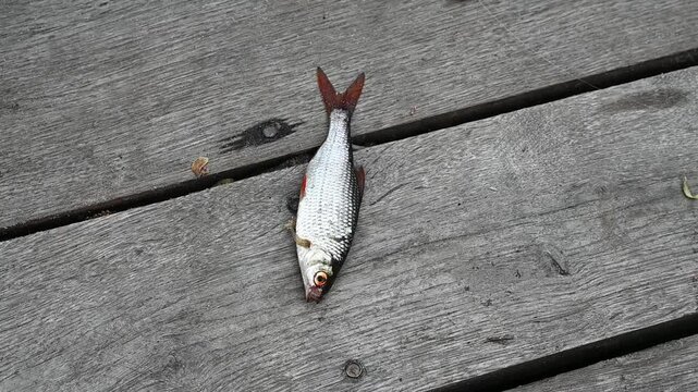 Freshly caught common roach fish jumping on a wooden pier.