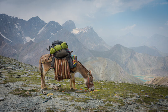 Pack animal navigating steep, stone-strewn mountain path