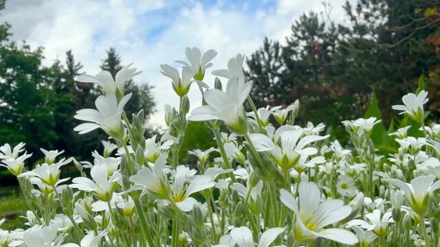Tomentosa jaskolka or Cerastium tomentosum