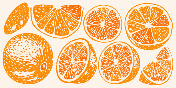 Hand drawn style orange fruit and slices on a white background