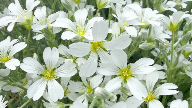 Tomentosa jaskolka or Cerastium tomentosum