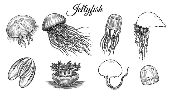 Hand Drawn Jellyfish Collection in Vintage Engraving Style, Vector Illustration of Various Marine Creatures and Sea Life Sketches